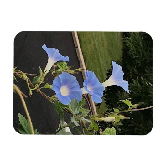 Blue Cascade Morning Glory Magnet (Horizontal)