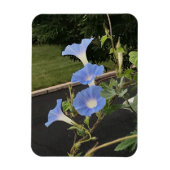 Blue Cascade Morning Glory Magnet (Vertikal)