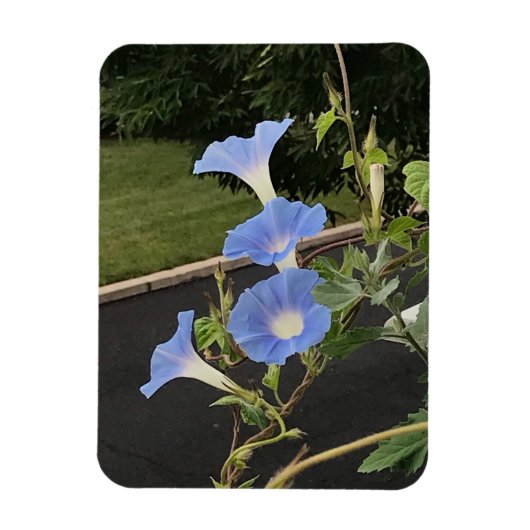 Blue Cascade Morning Glory Magnet (Vertikal)