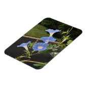 Blue Cascade Morning Glory Magnet (Linke Seite)