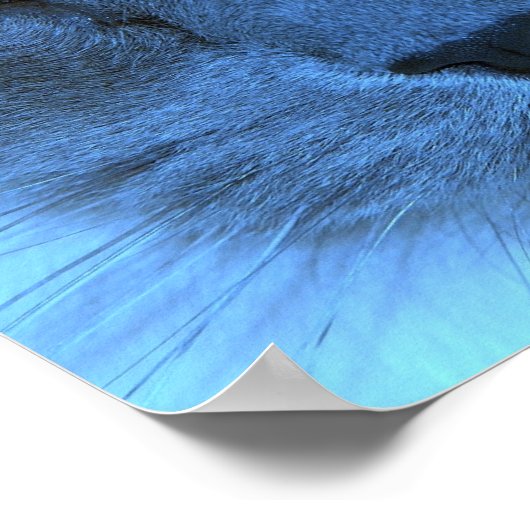 Blue Cat Poster (Ecke)
