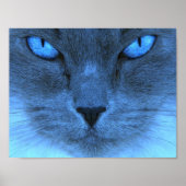 Blue Cat Poster (Vorne)