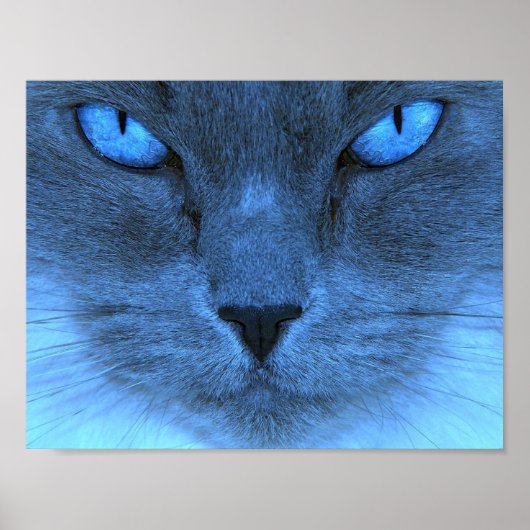 Blue Cat Poster (Vorne)