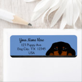 Blue Cavalier King Charles Spaniel Puppy Dog (Insitu)