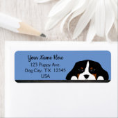 Blue Cavalier King Charles Spaniel Puppy Dog (Insitu)