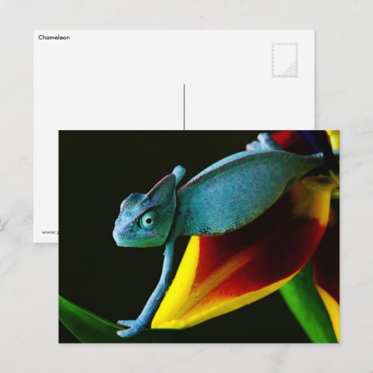 Blue Chameleon Postkarte (Vorne/Hinten)
