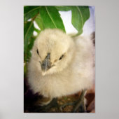 Blue Chick Poster (Vorne)