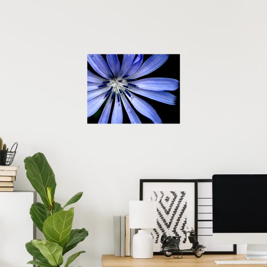 Blue Chicory Wild Blume Poster (Heimbüro)