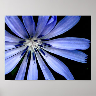 Blue Chicory Wild Blume Poster