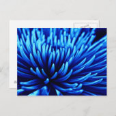 Blue Chrysanthema Blume Postkarte (Vorne/Hinten)