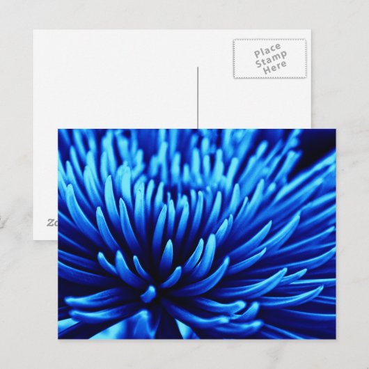 Blue Chrysanthema Blume Postkarte (Vorne/Hinten)