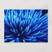 Blue Chrysanthema Blume Postkarte (Vorderseite)