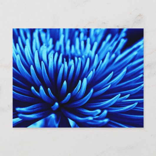 Blue Chrysanthema Blume Postkarte (Vorderseite)