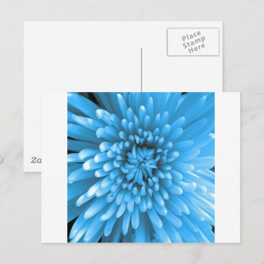 Blue Chrysanthemum Postkarte (Vorne/Hinten)