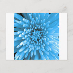 Blue Chrysanthemum Postkarte