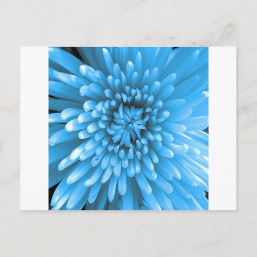 Blue Chrysanthemum Postkarte (Vorderseite)