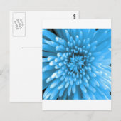 Blue Chrysanthemum Postkarte (Vorne/Hinten)