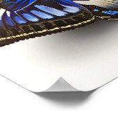 Blue Clipper Butterfly Art Print Poster (Ecke)