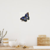 Blue Clipper Butterfly Art Print Poster (Küche)