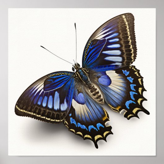 Blue Clipper Butterfly Art Print Poster (Vorne)
