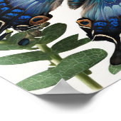 Blue Clipper Butterfly Art Print Poster (Ecke)