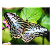 Blue Clipper Butterfly Fotodruck (Vorne)