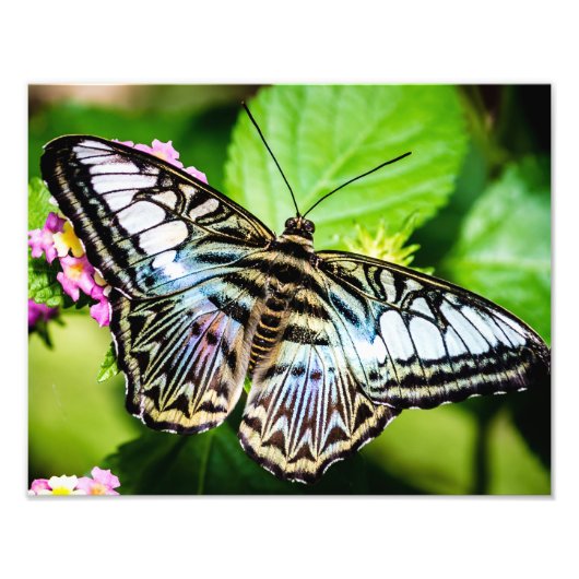 Blue Clipper Butterfly Fotodruck (Vorne)