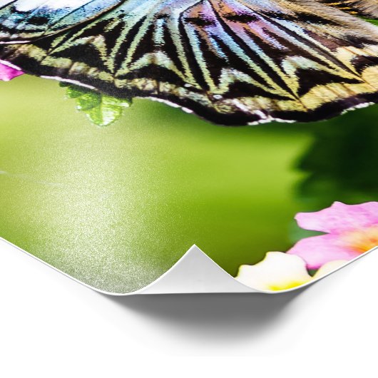 Blue Clipper Butterfly Fotodruck (Ecke)
