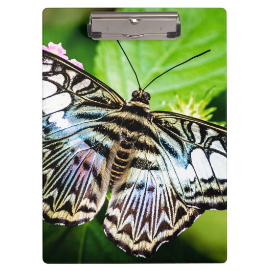 Blue Clipper Butterfly Klemmbrett (Vorderseite)