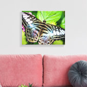 Blue Clipper Butterfly Leinwanddruck (Insitu (Wohnzimmer))