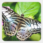 Blue Clipper Butterfly Sticker (Vorderseite)