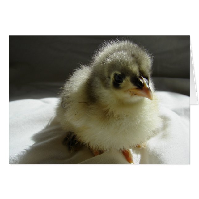 Blue Cochin Chick (Vorderseite (Horizontal))
