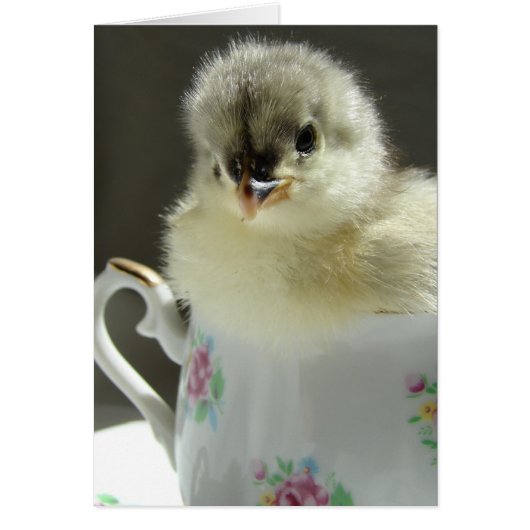 Blue Cochin Chick (Vorne)