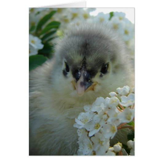 Blue Cochin Chick (Vorne)
