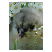 Blue Cochin Chick (Vorne)