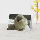 Blue Cochin Chick Karte (Gelbe Blume)