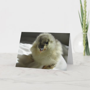 Blue Cochin Chick Karte