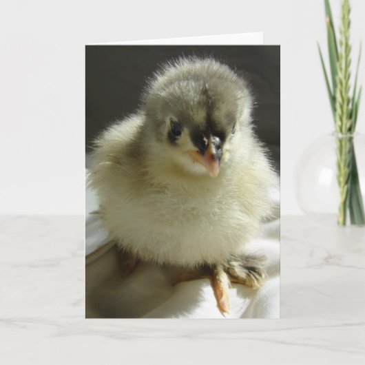 Blue Cochin Chick Karte (Vorderseite)
