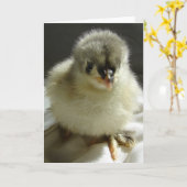 Blue Cochin Chick Karte (Gelbe Blume)