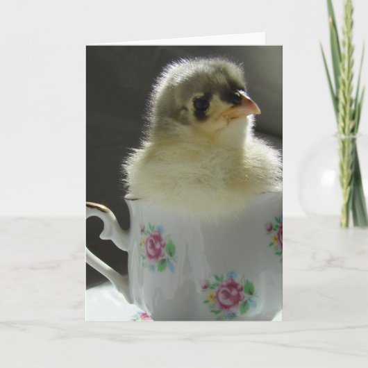 Blue Cochin Chick Karte (Vorderseite)