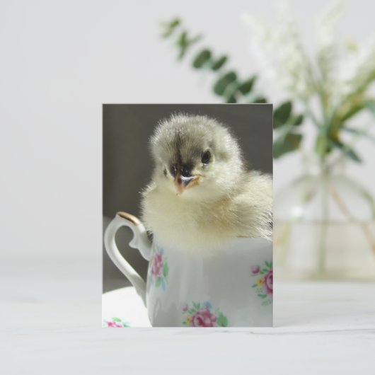 Blue Cochin Chick Postkarte (Stehend Vorderseite)