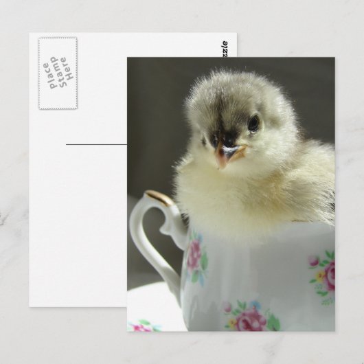 Blue Cochin Chick Postkarte (Vorne/Hinten)