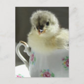 Blue Cochin Chick Postkarte (Vorderseite)