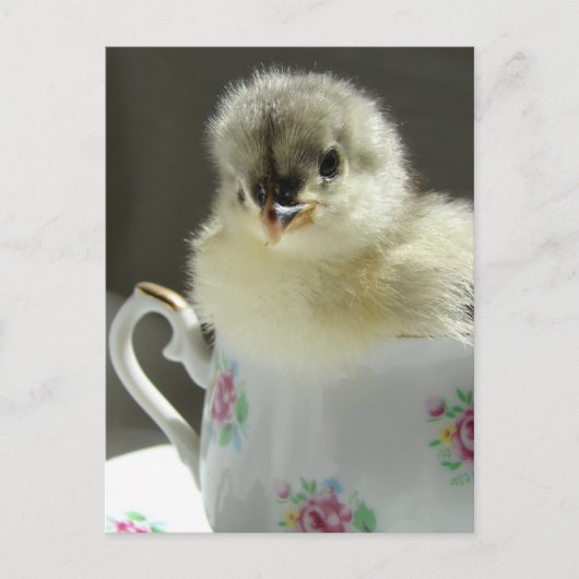 Blue Cochin Chick Postkarte (Vorderseite)