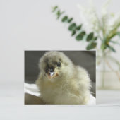 Blue Cochin Chick Postkarte (Stehend Vorderseite)