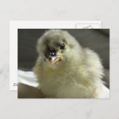 Blue Cochin Chick Postkarte (Vorne/Hinten)