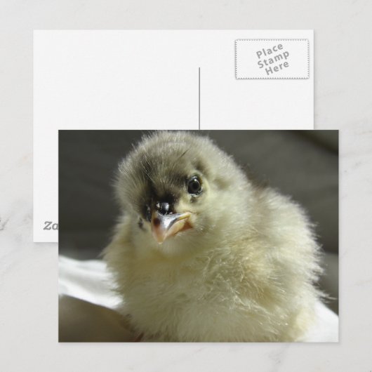 Blue Cochin Chick Postkarte (Vorne/Hinten)