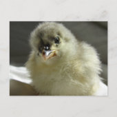 Blue Cochin Chick Postkarte (Vorderseite)