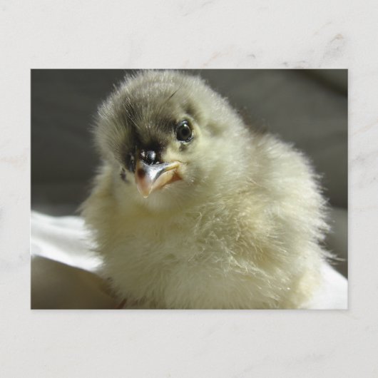 Blue Cochin Chick Postkarte (Vorderseite)