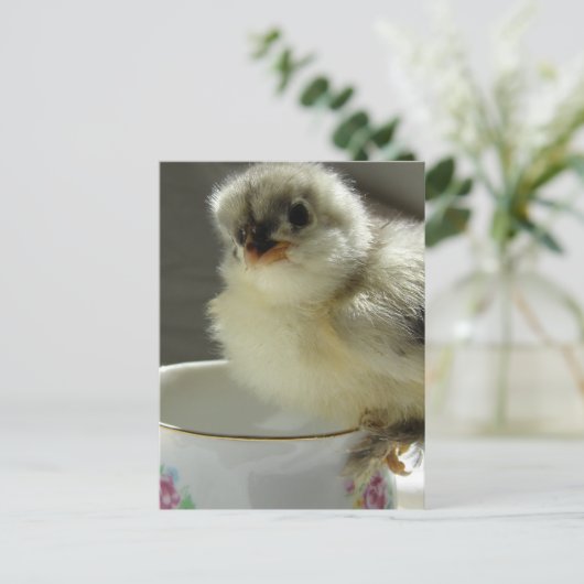 Blue Cochin Chick Postkarte (Stehend Vorderseite)
